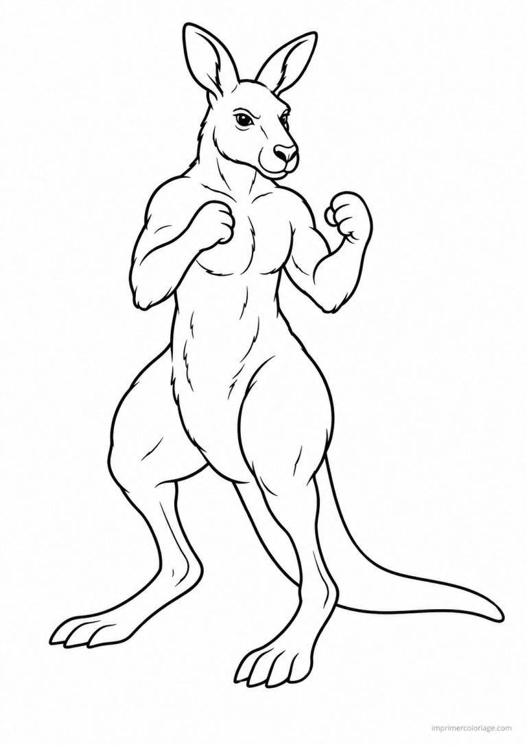 coloriage kangourou boxe posture combat - dessin gratuit &agrave; imprimer