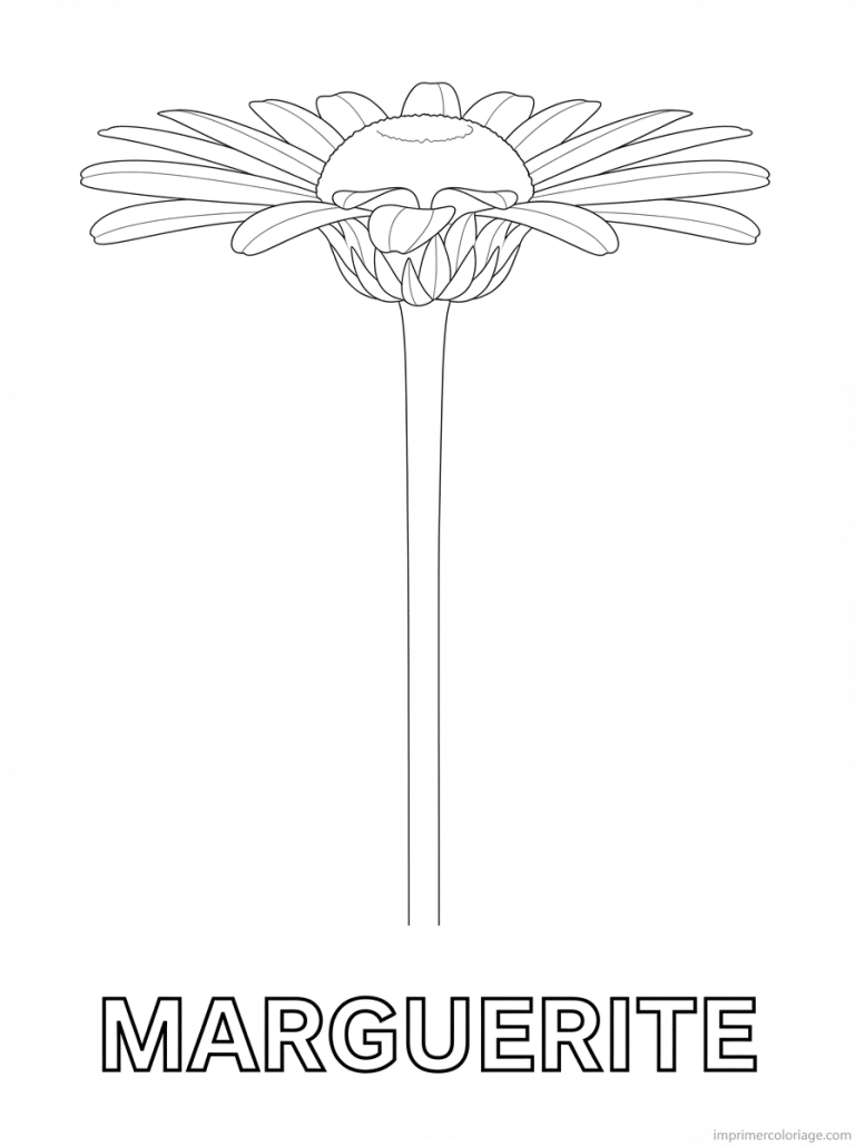 coloriage marguerite titre profil botanique - dessin gratuit &agrave; imprimer
