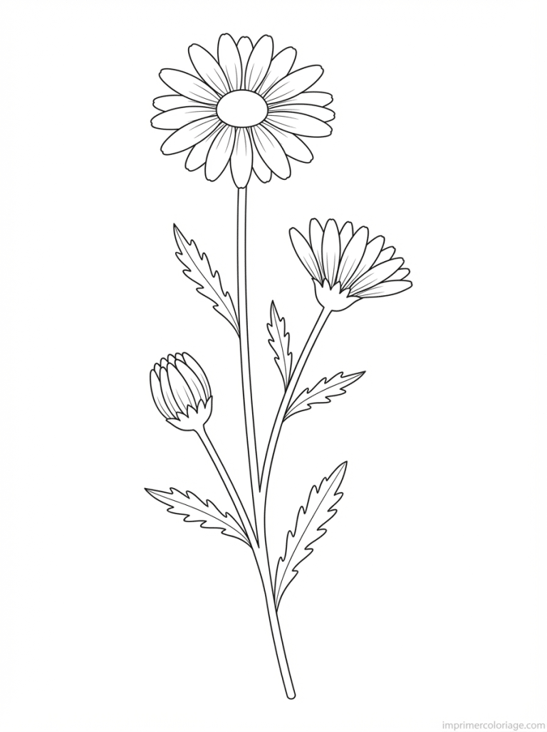 coloriage marguerite trois stades tige - dessin gratuit &agrave; imprimer