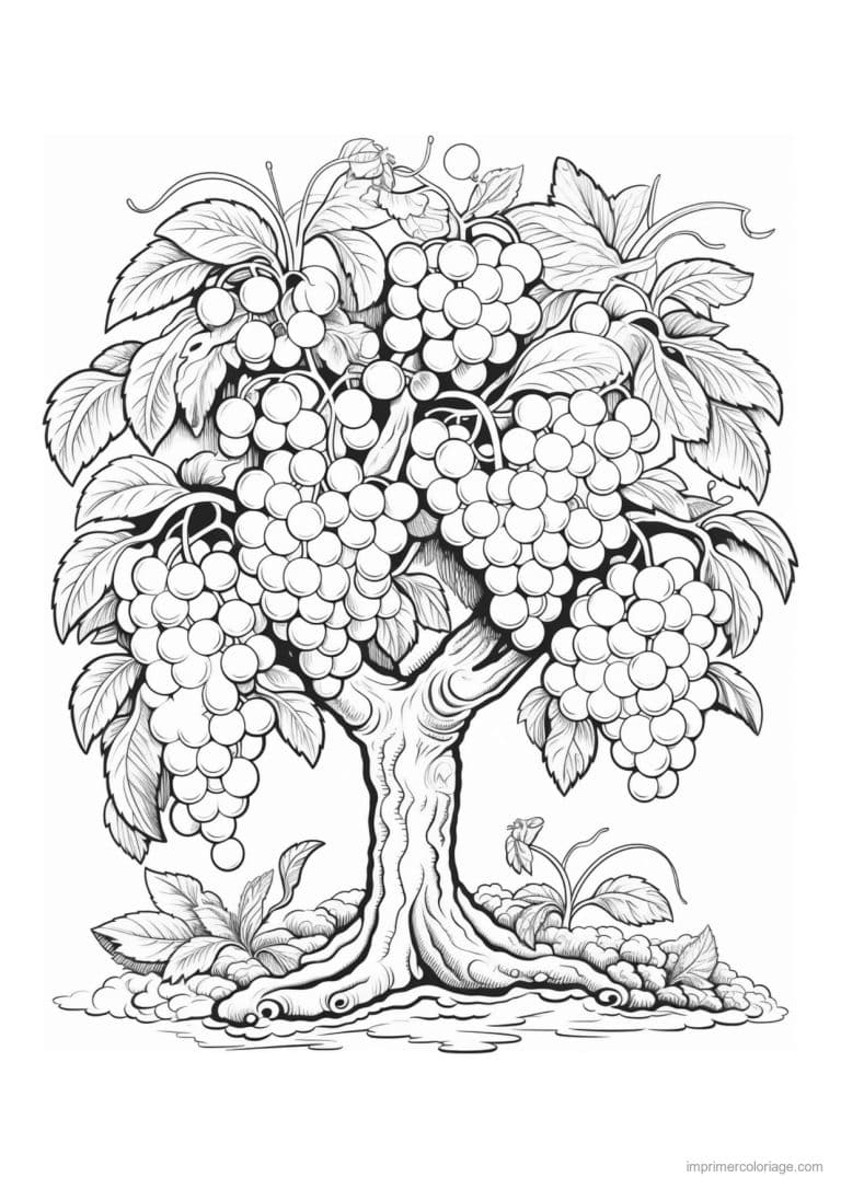 coloriage arbre a grappes de raisin - dessin gratuit &agrave; imprimer