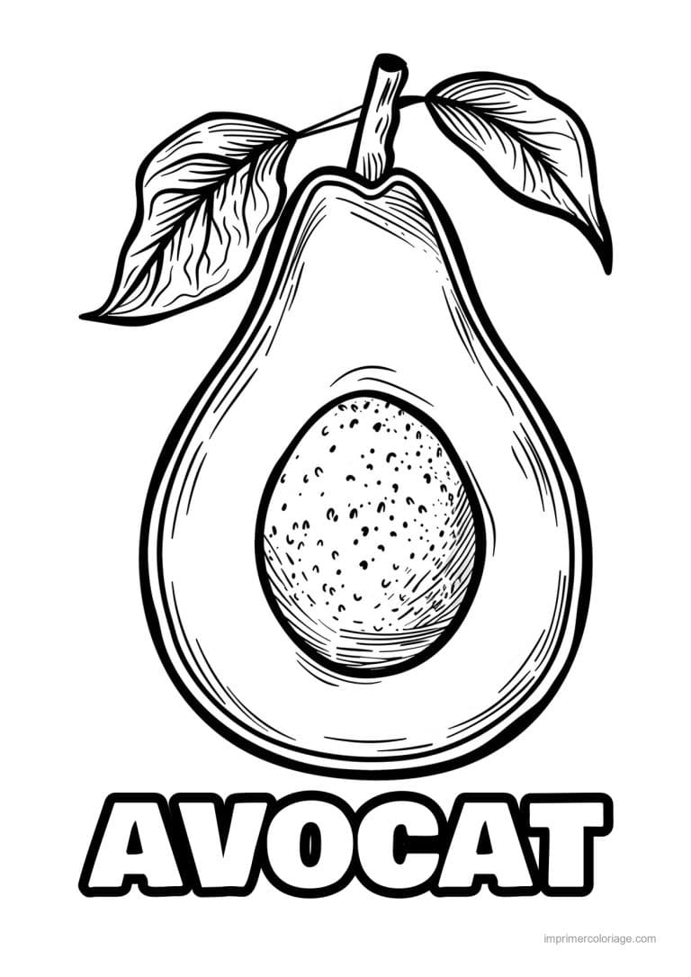 coloriage avocat avocat coupe et son noyau 1 - dessin gratuit &agrave; imprimer