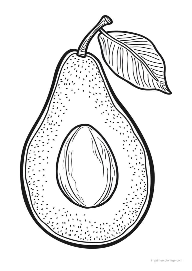 coloriage avocat avocat coupe et son noyau 24 - dessin gratuit &agrave; imprimer