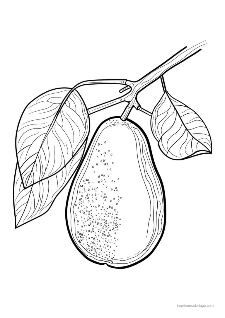 coloriage avocat avocat grave 101 - dessin gratuit &agrave; imprimer