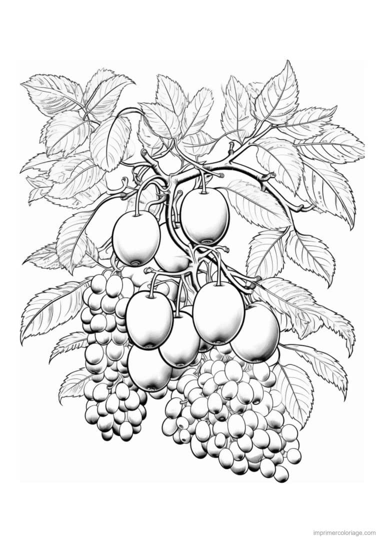 coloriage branche de prunes et raisin - dessin gratuit &agrave; imprimer