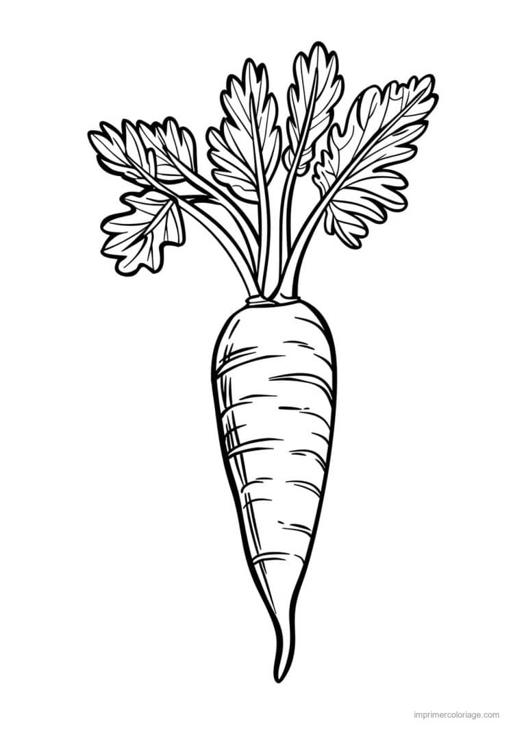 coloriage carotte carotte gravee 67 - dessin gratuit &agrave; imprimer