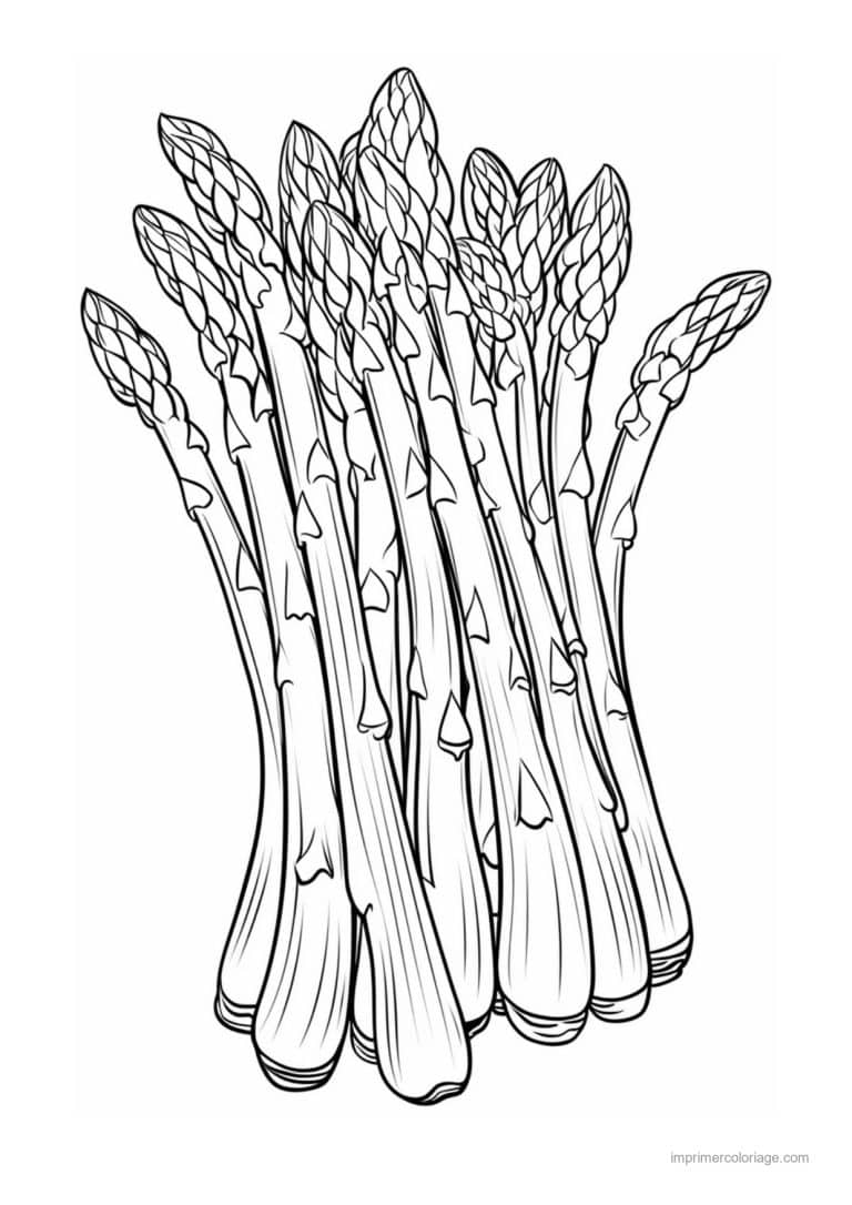coloriage celeri artichaut asperge asperges en eventail - dessin gratuit &agrave; imprimer
