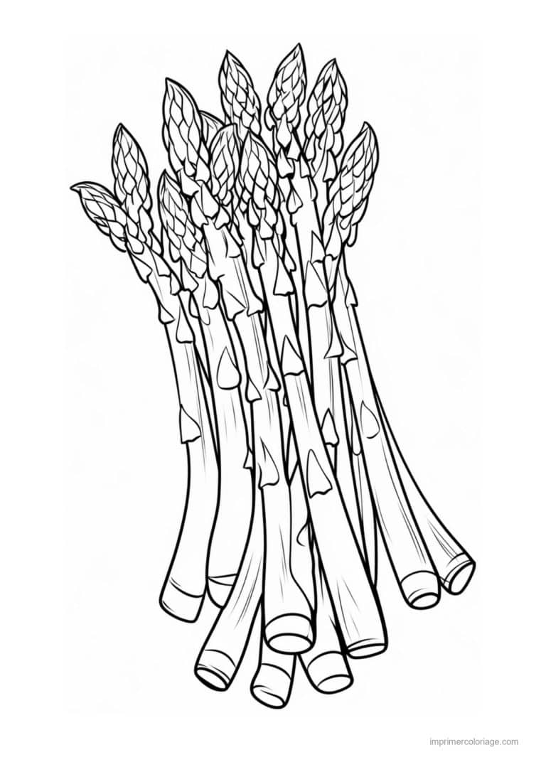 coloriage celeri artichaut asperge asperges liees - dessin gratuit &agrave; imprimer