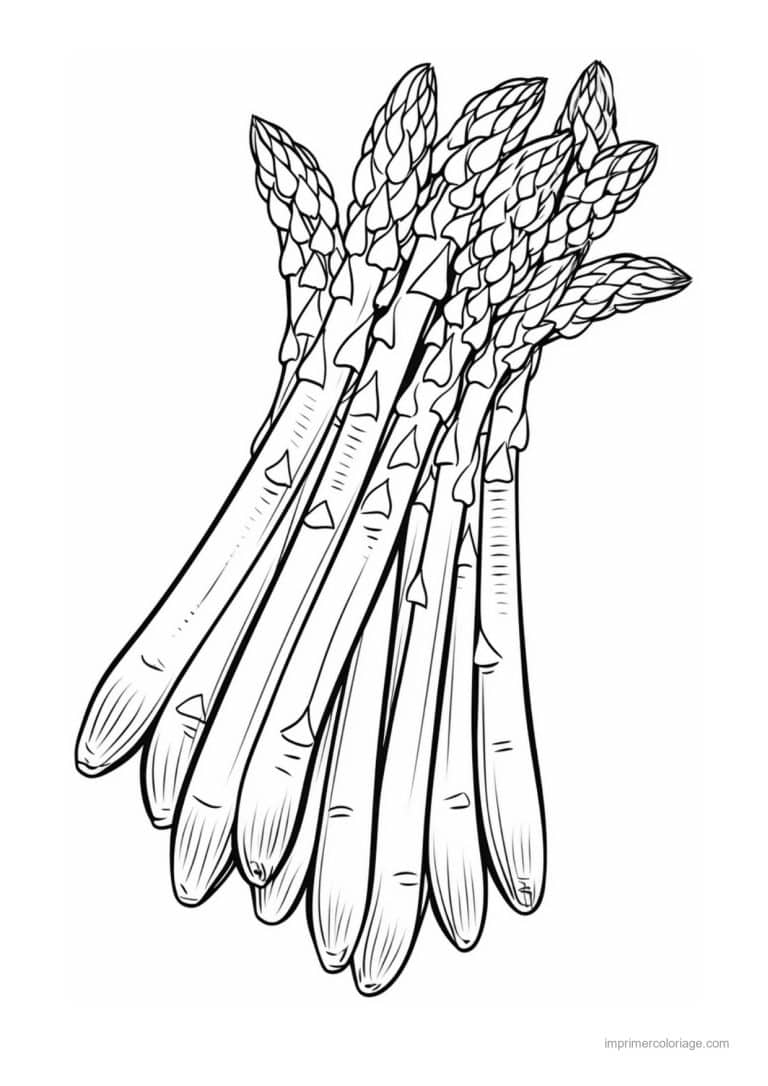 coloriage celeri artichaut asperge botte d asperges 2 - dessin gratuit &agrave; imprimer