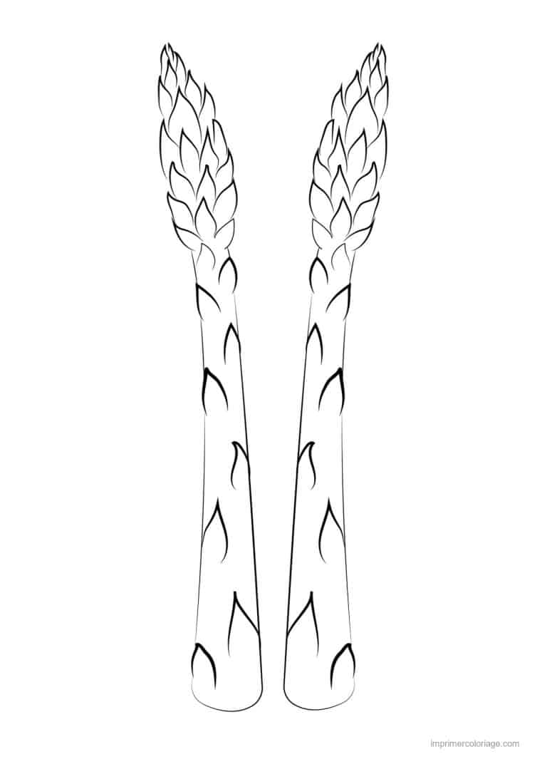 coloriage celeri artichaut asperge deux asperges - dessin gratuit &agrave; imprimer