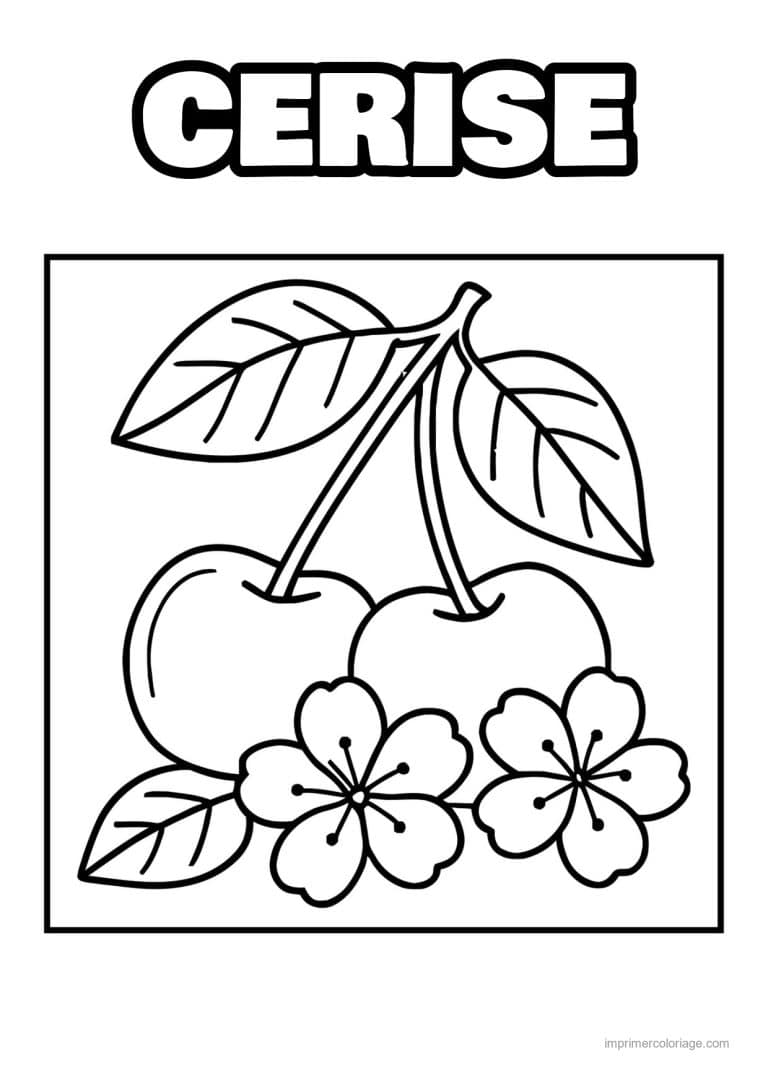 coloriage cerise cerises et fleurs de cerisier - dessin gratuit &agrave; imprimer