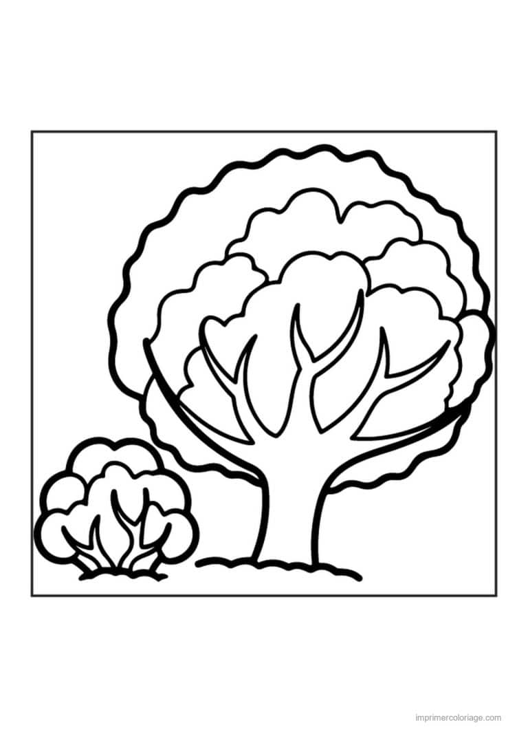 coloriage chou brocoli arbre chou fleur - dessin gratuit &agrave; imprimer