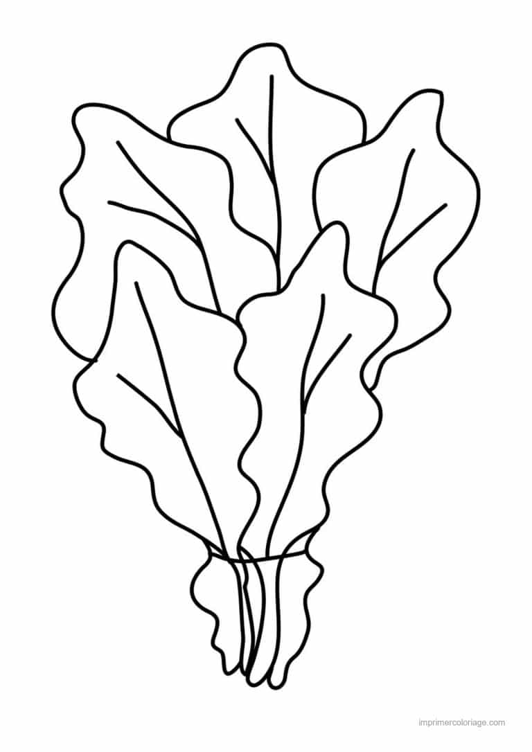 coloriage chou brocoli chou frise - dessin gratuit &agrave; imprimer