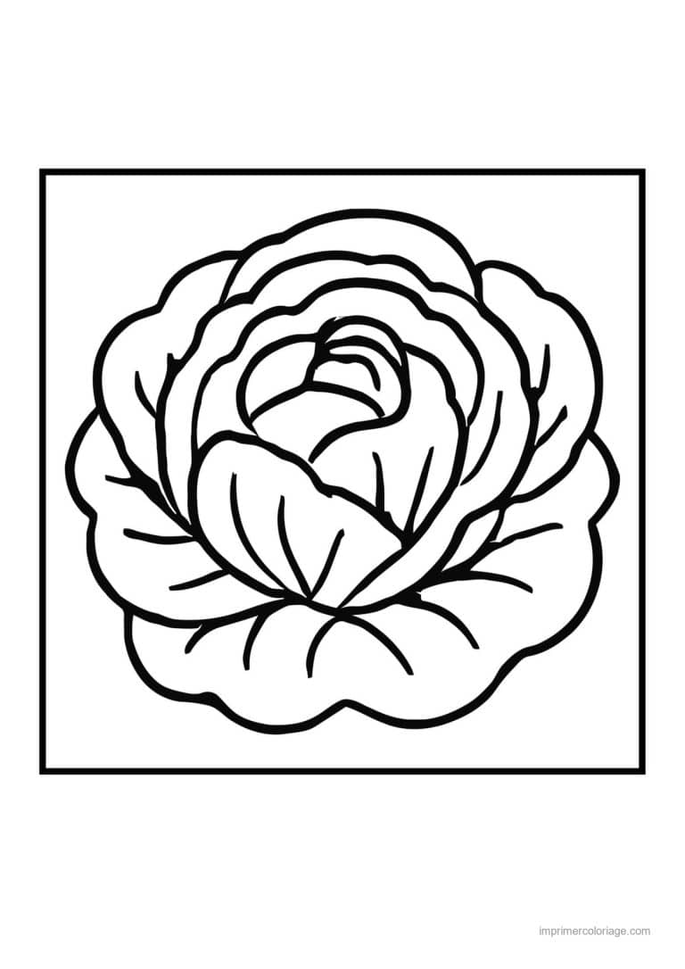 coloriage chou brocoli chou pomme et ses feuilles - dessin gratuit &agrave; imprimer