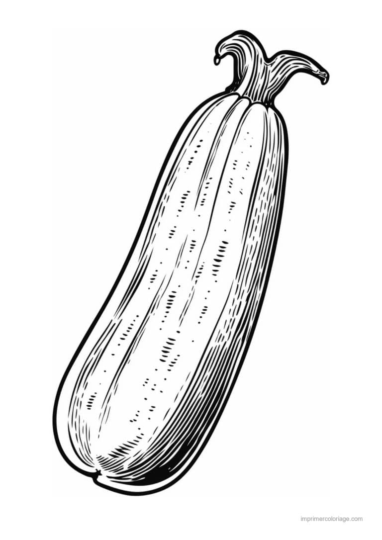 coloriage courgette courgette et sa tige - dessin gratuit &agrave; imprimer