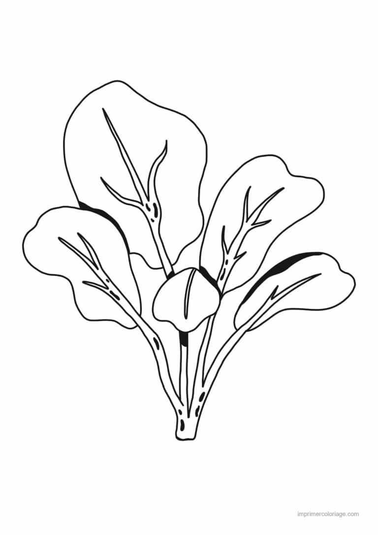 coloriage epinard blette bouquet d epinards 2 - dessin gratuit &agrave; imprimer