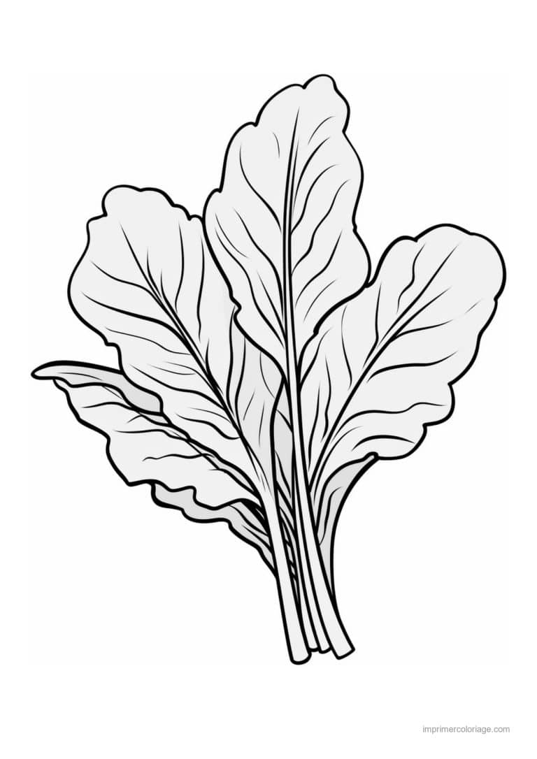 coloriage epinard blette bouquet d epinards 3 - dessin gratuit &agrave; imprimer