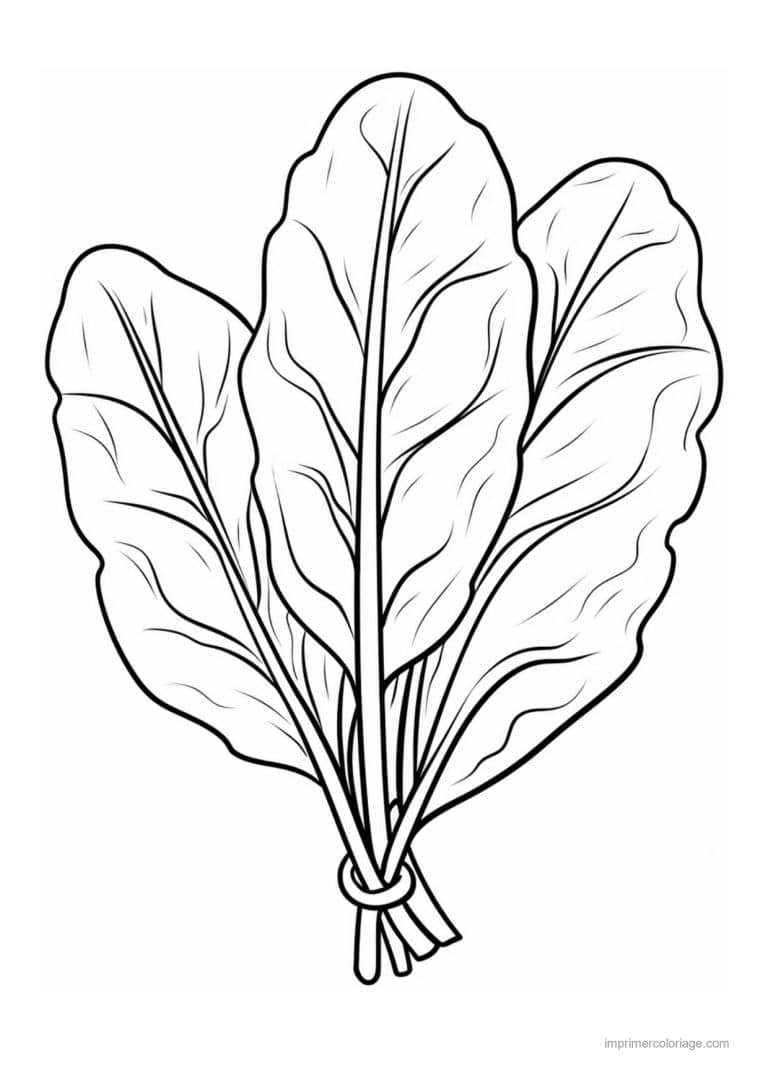 coloriage epinard blette bouquet d epinards lie - dessin gratuit &agrave; imprimer