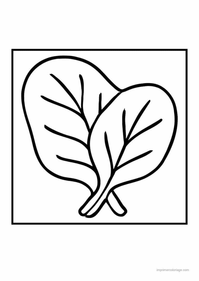 coloriage epinard blette feuilles d epinard 2 - dessin gratuit &agrave; imprimer
