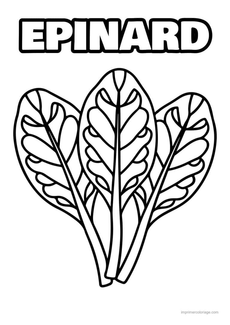 coloriage epinard blette feuilles d epinard - dessin gratuit &agrave; imprimer