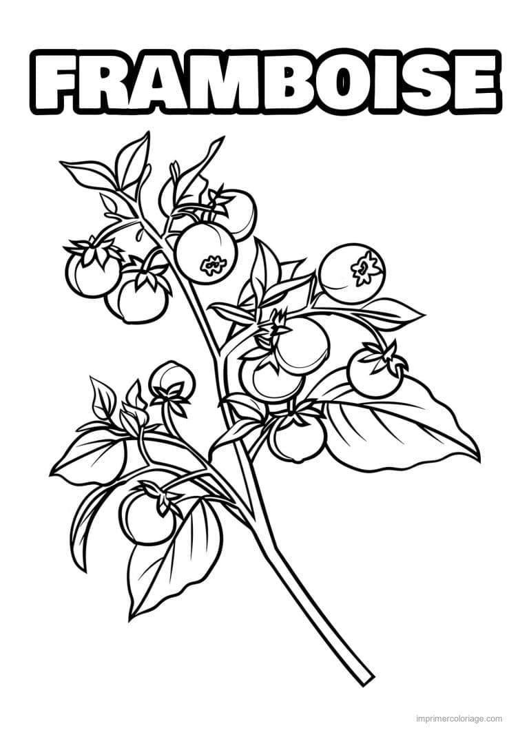 coloriage framboise mure myrtille baies et leurs feuilles 104 - dessin gratuit &agrave; imprimer