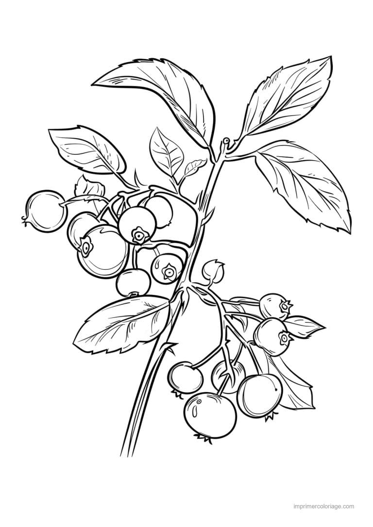 coloriage framboise mure myrtille baies et leurs feuilles 73 - dessin gratuit &agrave; imprimer