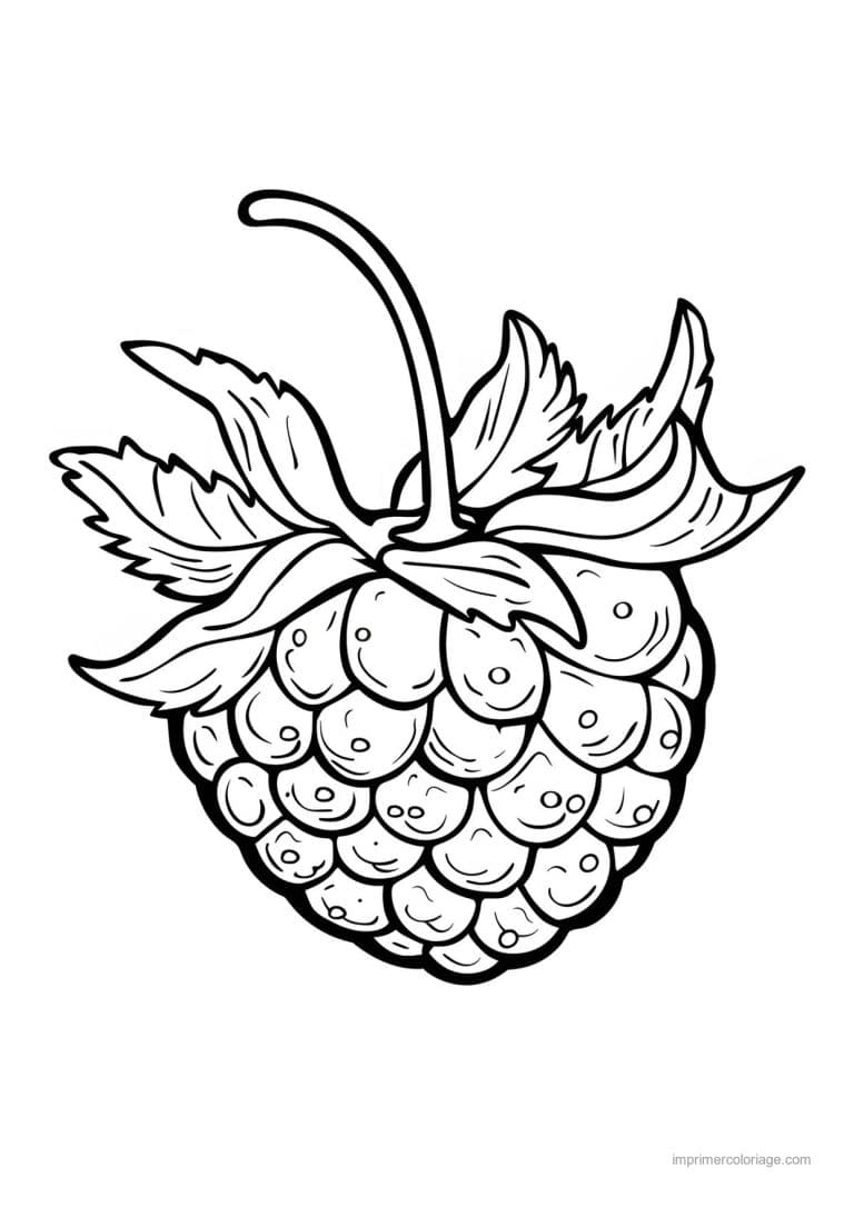 coloriage framboise mure myrtille baies gravees 154 - dessin gratuit &agrave; imprimer