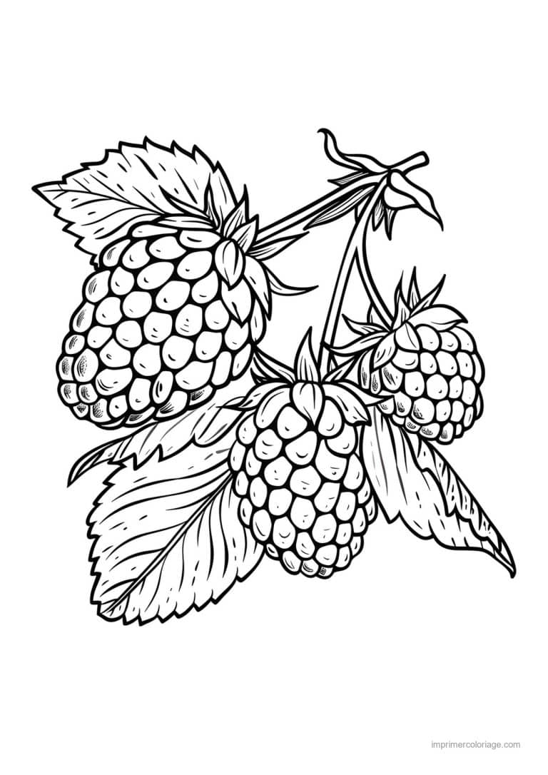 coloriage framboise mure myrtille baies gravees 43 - dessin gratuit &agrave; imprimer
