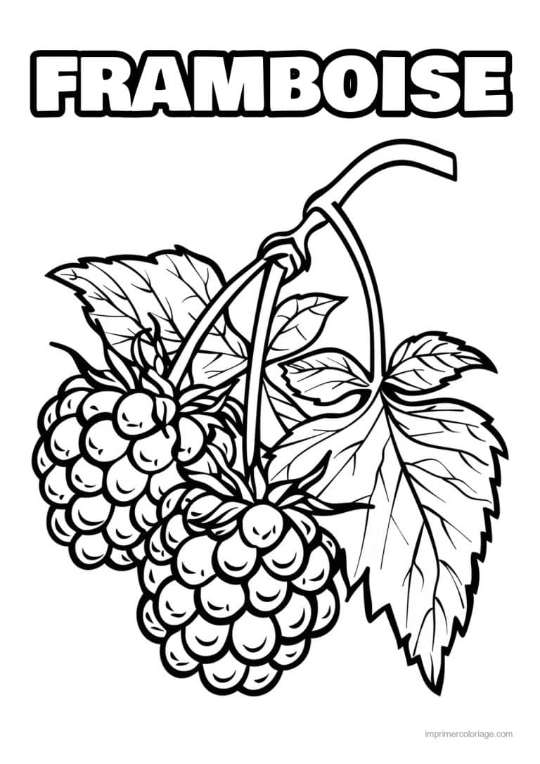coloriage framboise mure myrtille baies gravees 69 - dessin gratuit &agrave; imprimer