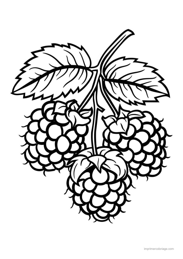 coloriage framboise mure myrtille baies gravees 94 - dessin gratuit &agrave; imprimer
