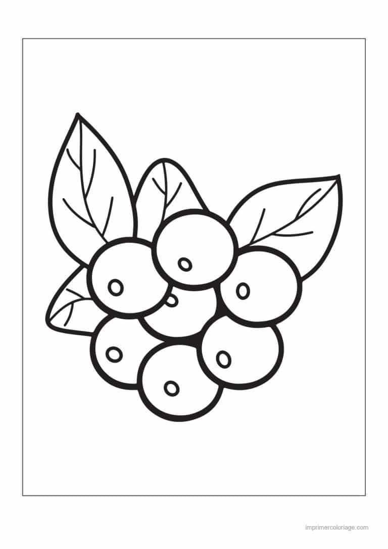 coloriage framboise mure myrtille bouquet de myrtilles - dessin gratuit &agrave; imprimer