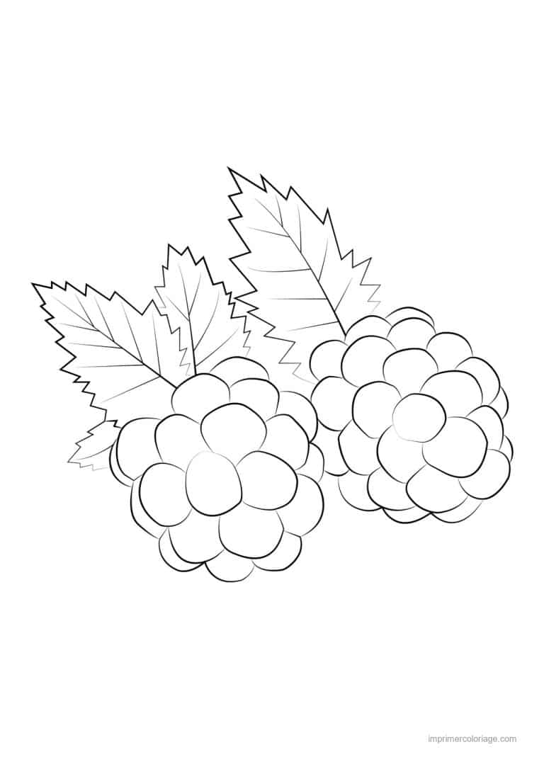 coloriage framboise mure myrtille deux mures et leurs feuilles - dessin gratuit &agrave; imprimer