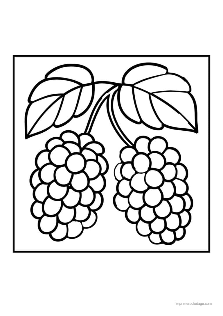 coloriage framboise mure myrtille deux mures sur la branche - dessin gratuit &agrave; imprimer