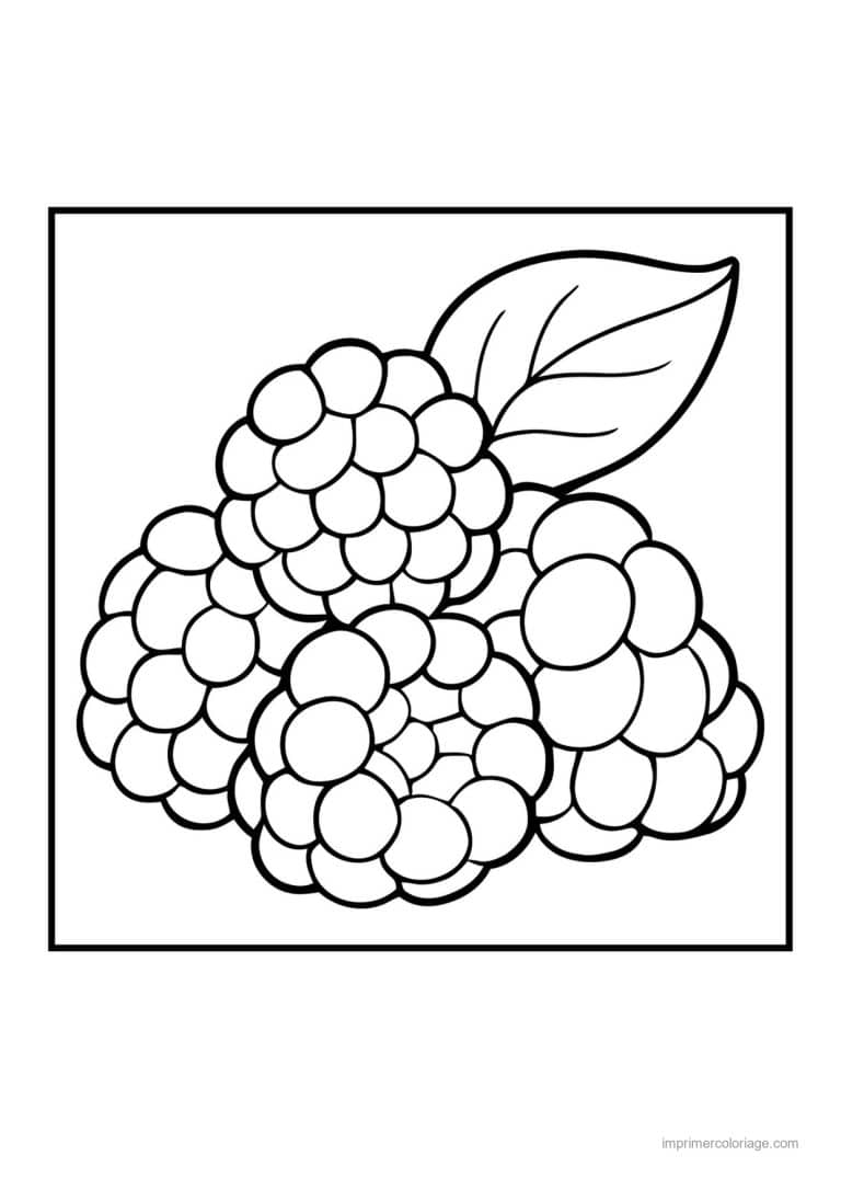 coloriage framboise mure myrtille framboises et mures - dessin gratuit &agrave; imprimer