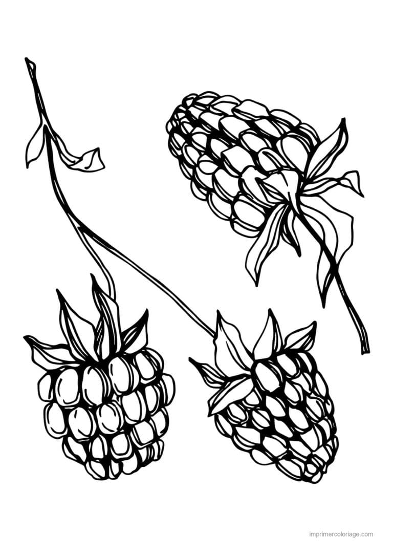 coloriage framboise mure myrtille framboises sur leur tige - dessin gratuit &agrave; imprimer