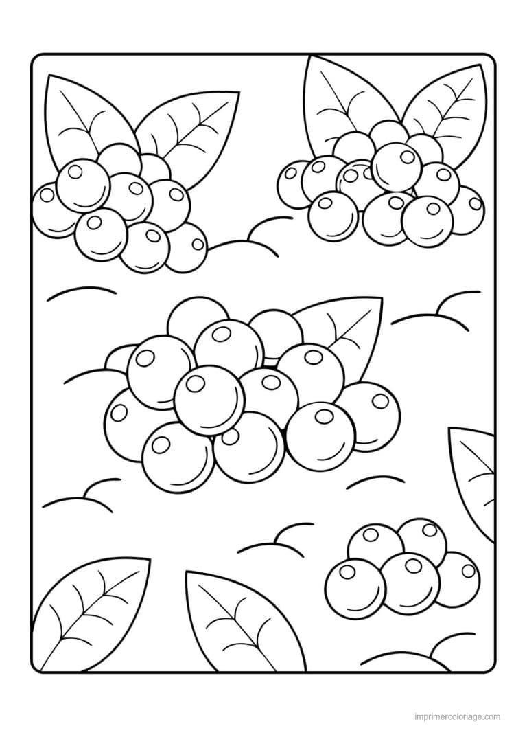 coloriage framboise mure myrtille groseilles et leurs feuilles - dessin gratuit &agrave; imprimer
