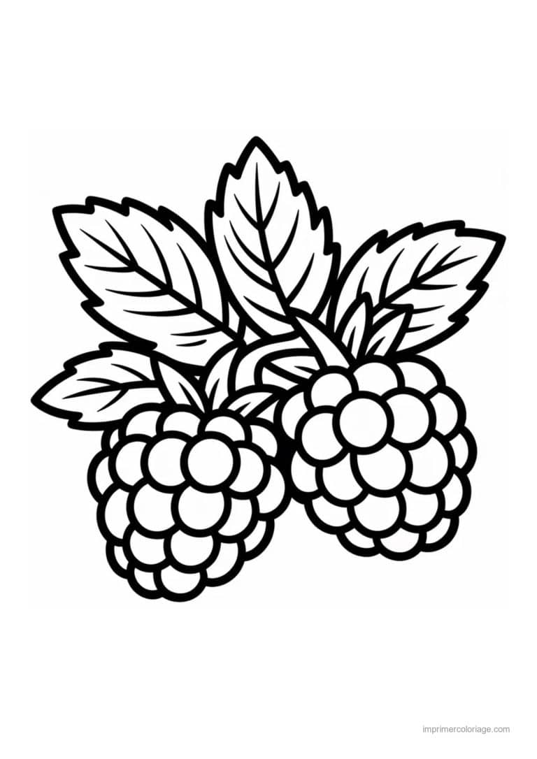 coloriage framboise mure myrtille mures au trait epais - dessin gratuit &agrave; imprimer