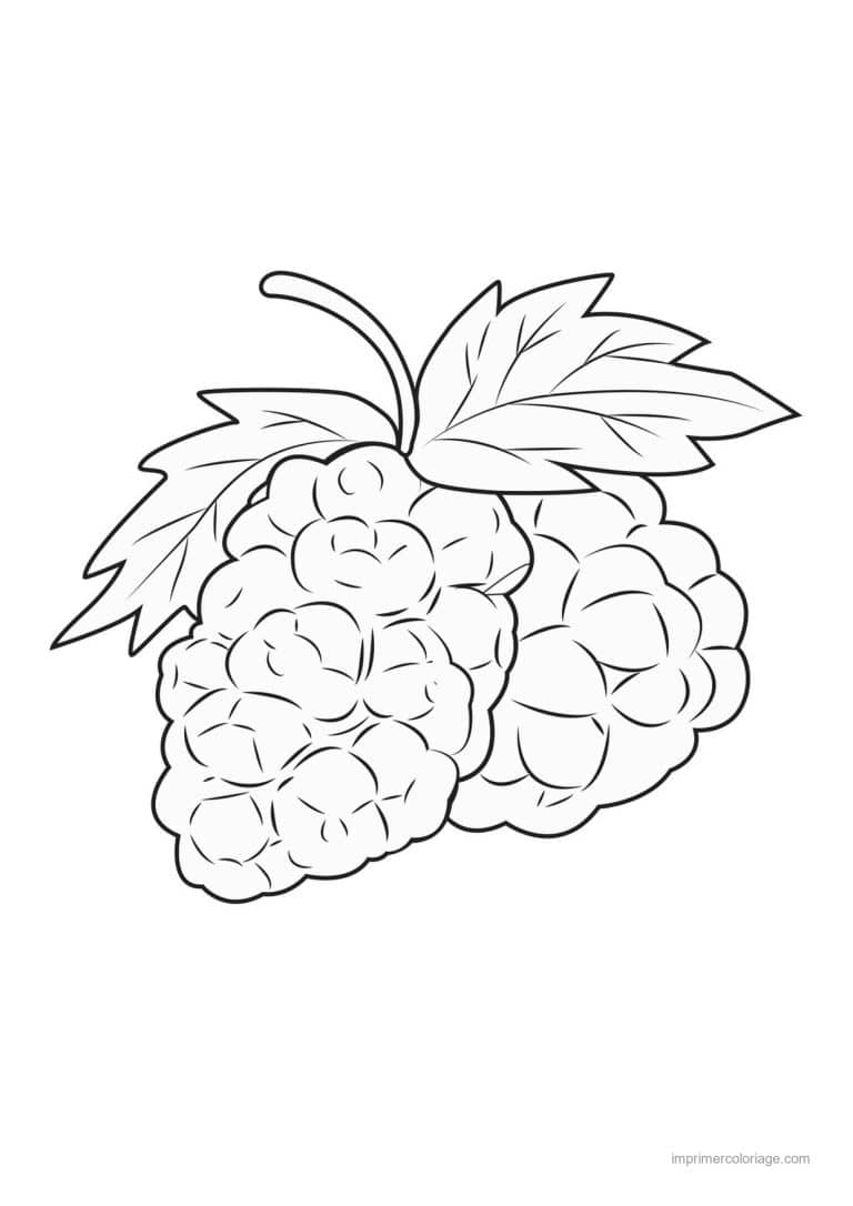 coloriage framboise mure myrtille mures et leurs feuilles - dessin gratuit &agrave; imprimer