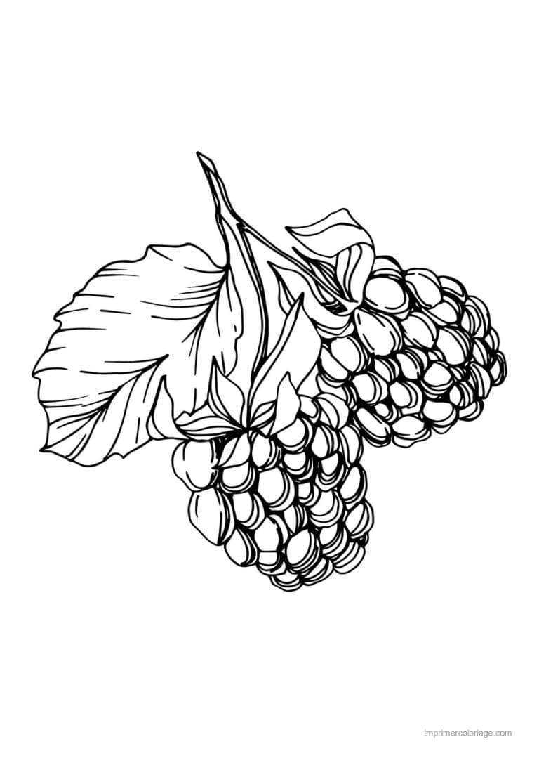 coloriage framboise mure myrtille mures sur la branche - dessin gratuit &agrave; imprimer