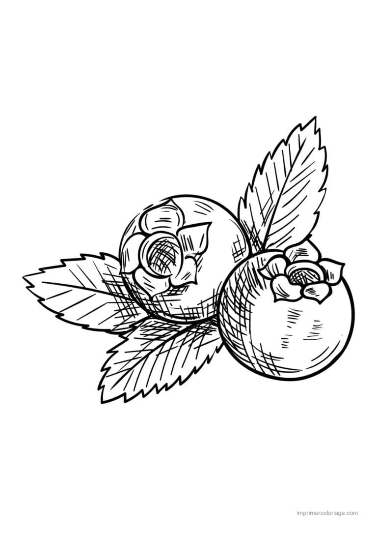 coloriage framboise mure myrtille myrtilles et feuilles - dessin gratuit &agrave; imprimer