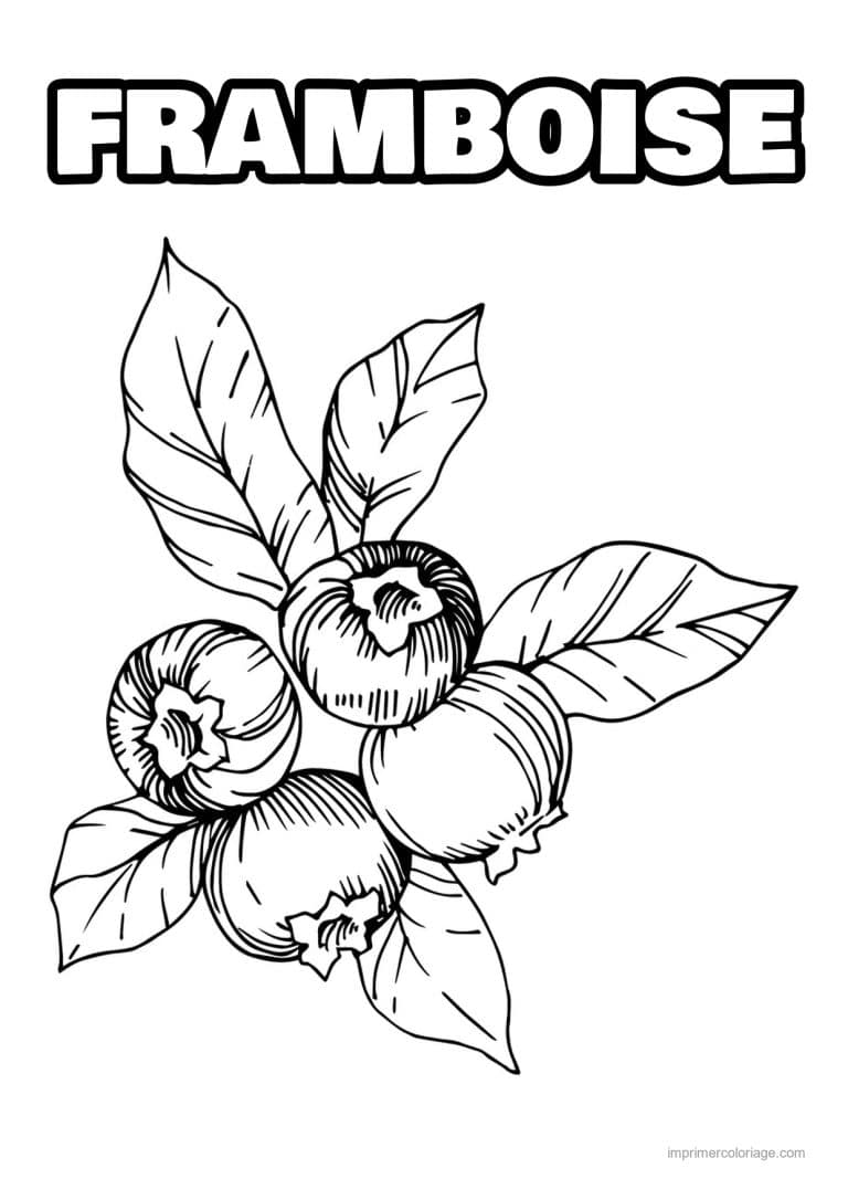coloriage framboise mure myrtille myrtilles sur leur rameau - dessin gratuit &agrave; imprimer