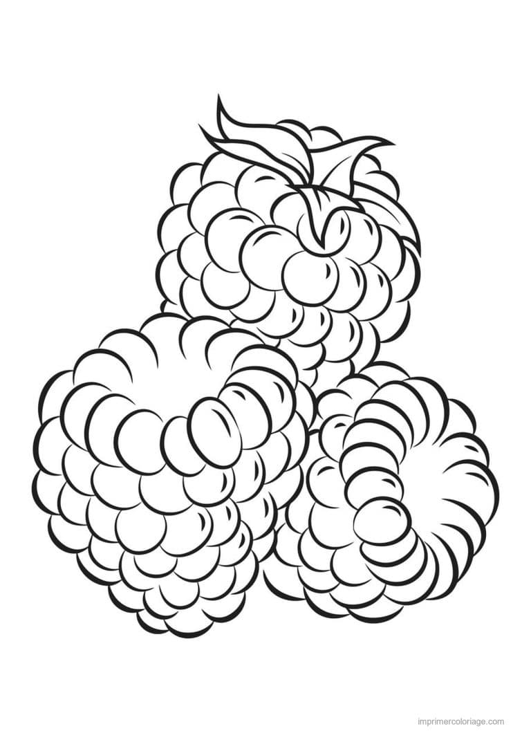 coloriage framboise mure myrtille trois framboises 2 - dessin gratuit &agrave; imprimer
