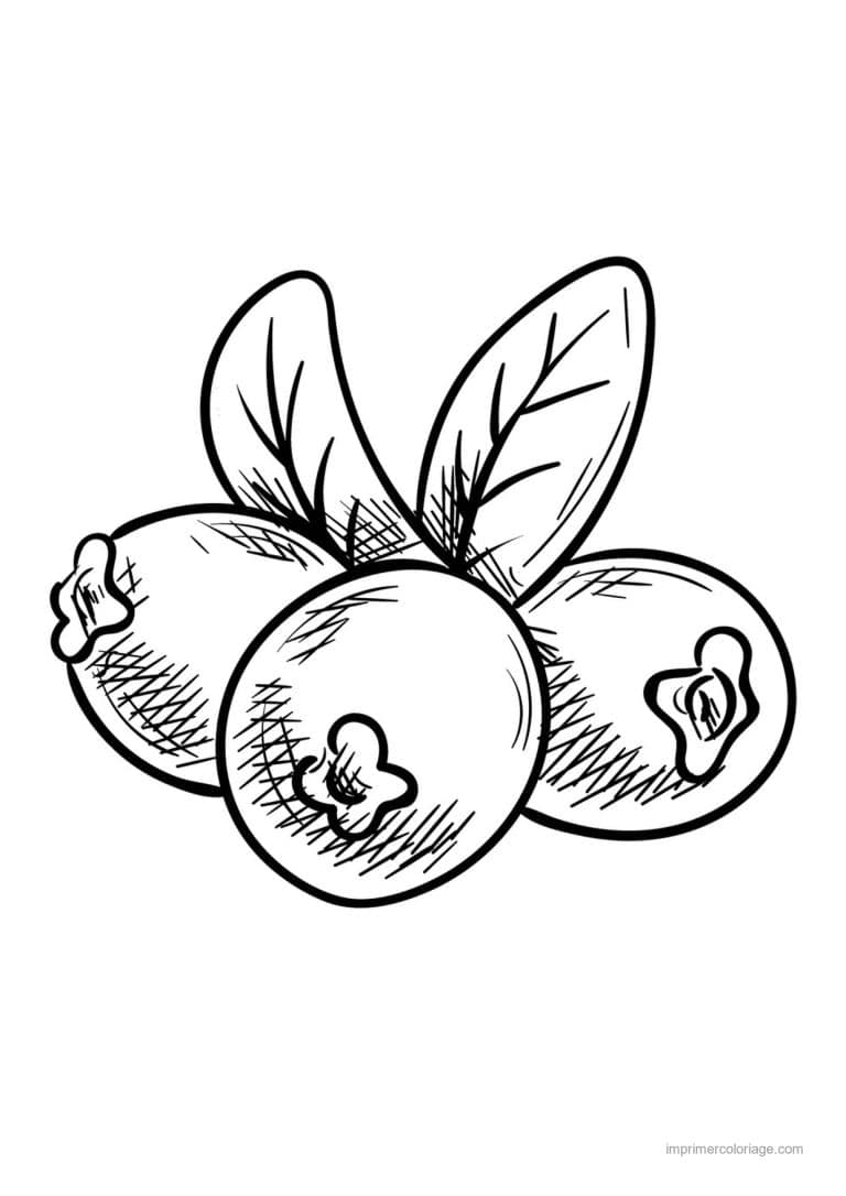 coloriage framboise mure myrtille trois myrtilles et feuilles 2 - dessin gratuit &agrave; imprimer