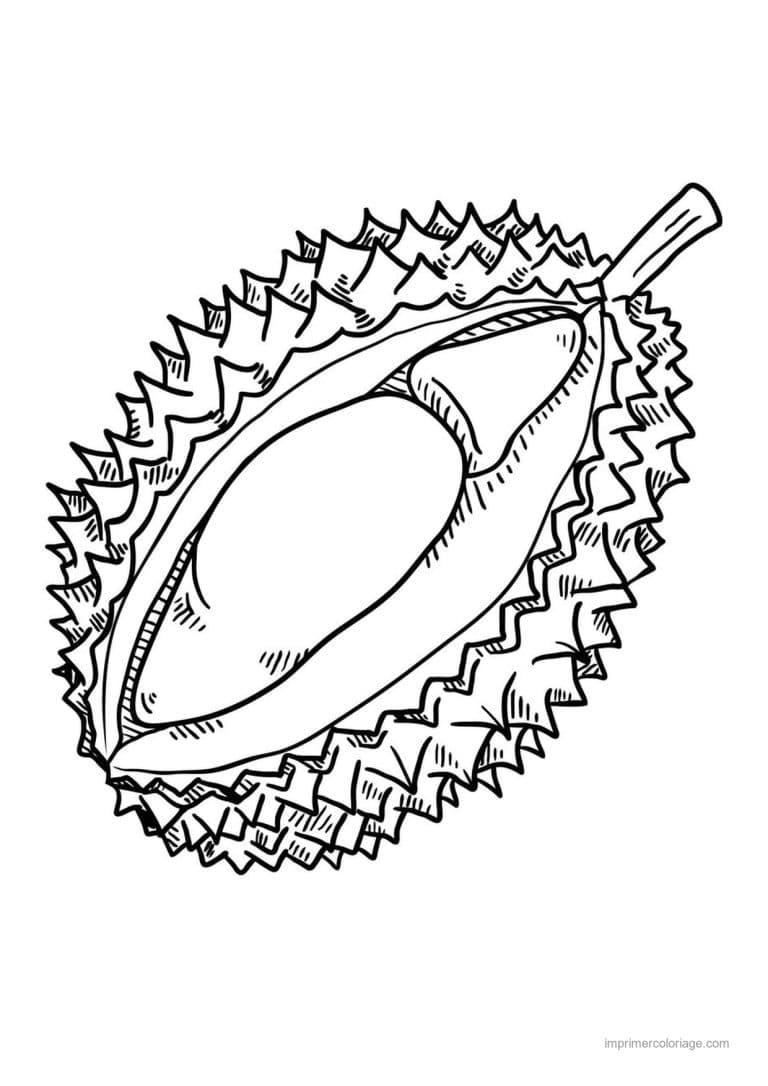 coloriage fruits durian ouvert - dessin gratuit &agrave; imprimer