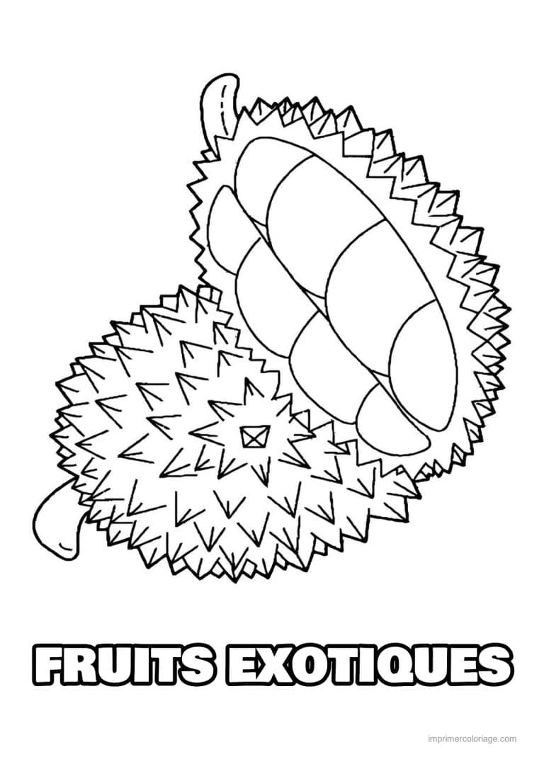 coloriage fruits exotiques durian entier et ouvert - dessin gratuit &agrave; imprimer