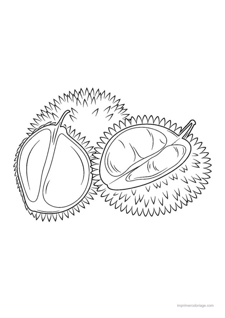 coloriage fruits exotiques durian entier et ouvert 2 - dessin gratuit &agrave; imprimer