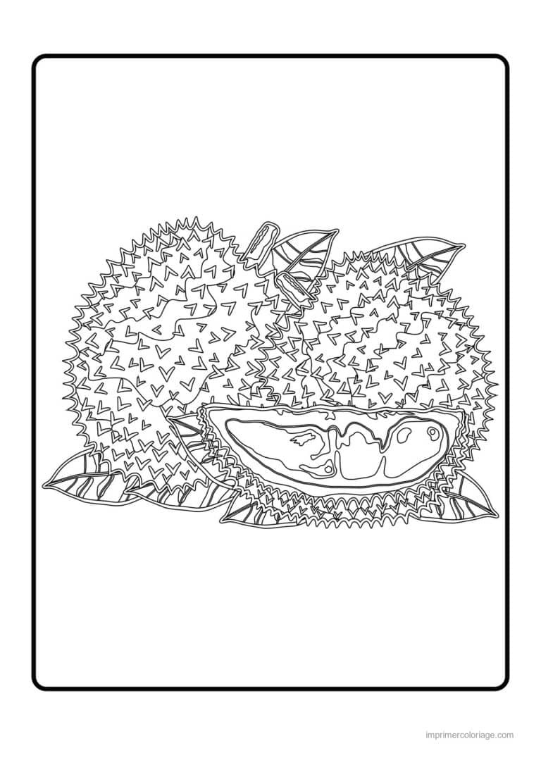 coloriage fruits exotiques durians entier et ouvert - dessin gratuit &agrave; imprimer
