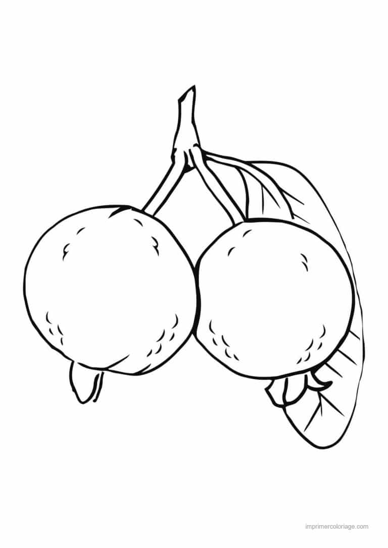 coloriage fruits exotiques goyaves sur leur branche - dessin gratuit &agrave; imprimer
