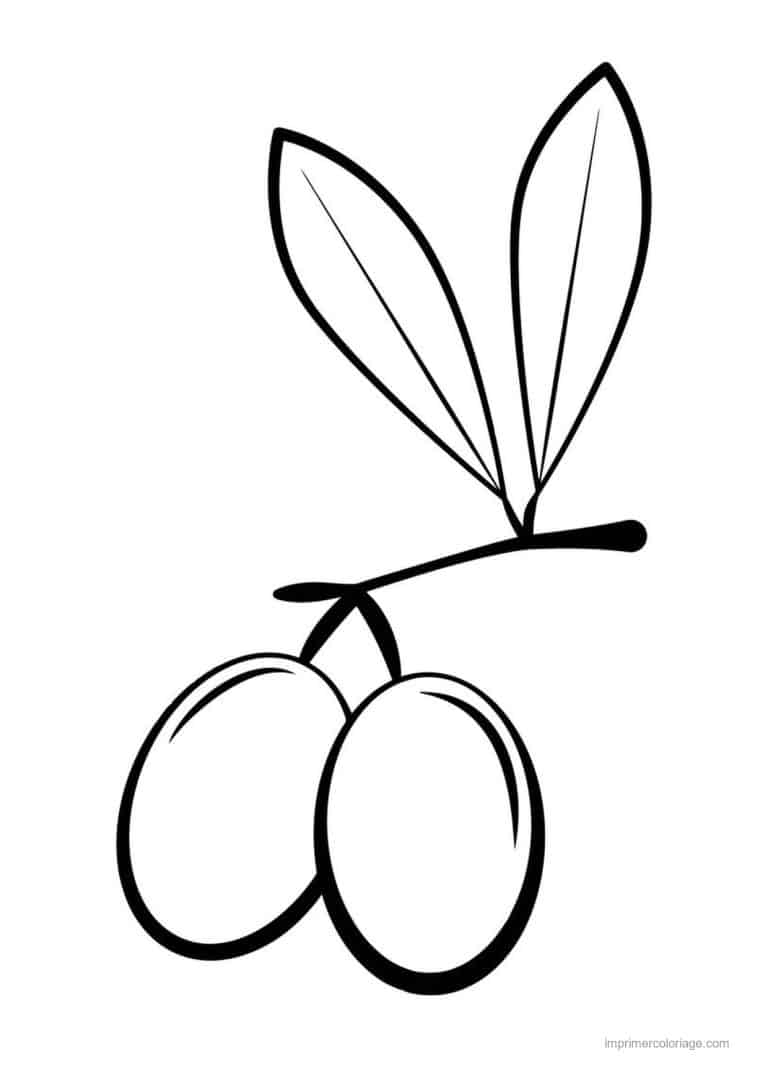 coloriage fruits exotiques olives sur leur rameau - dessin gratuit &agrave; imprimer