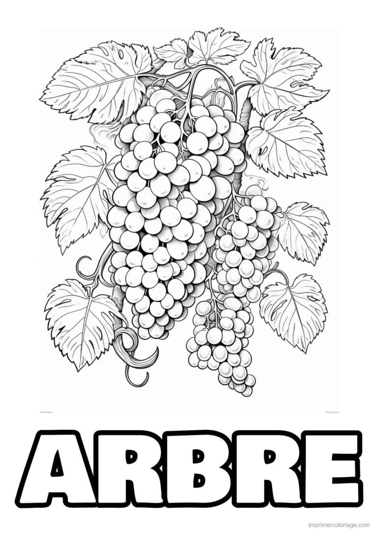coloriage grappes de raisin et feuilles - dessin gratuit &agrave; imprimer