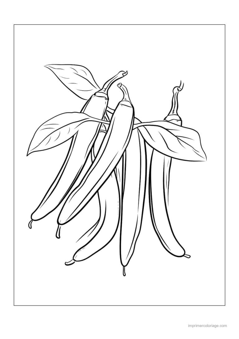 coloriage haricot petit pois gousses de haricots et feuilles 40 - dessin gratuit &agrave; imprimer